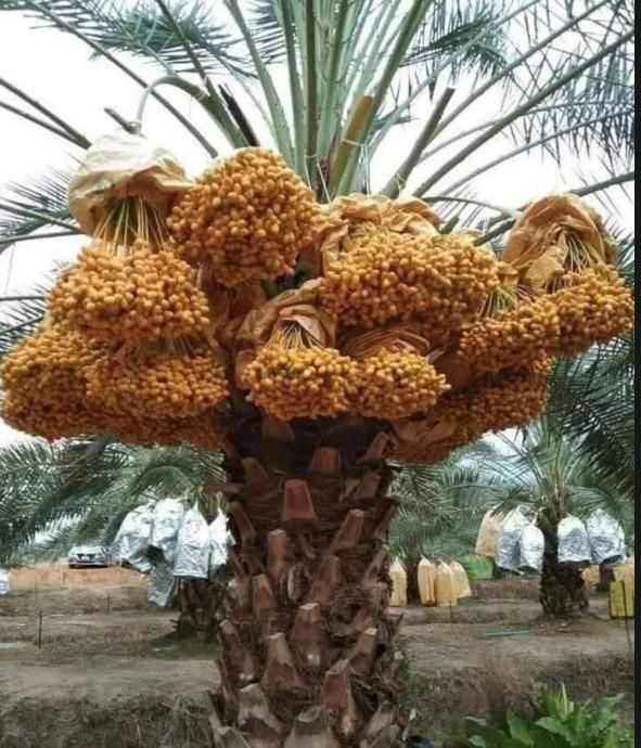 نخلة برحي محمّلة بالبلح الأصفر